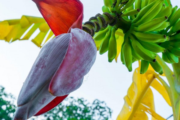 5 Manfaat Konsumsi Jantung Pisang yang Wajib Anda Tahu