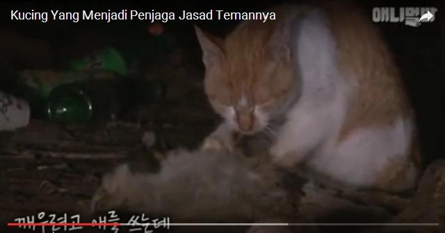 VIDEO: Selama Sebulan Kucing Ini Tunggui Temannya yang Telah Mati