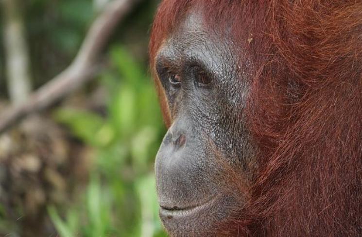 Peneliti Temukan Keanehan: Orangutan Mangsa Kukang yang Beracun