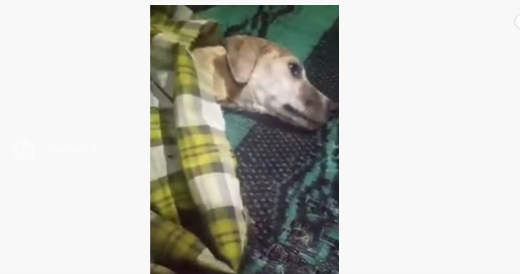 Viral Video 'Anjing Jelmaan Anak SMP' di NTB, Polisi Cari Pengunggah