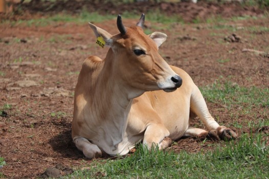 Jelang Kurban Idul Adha, Masyarakat Harus Tahu Perbedaan Daging Hewan yang Sakit PMK