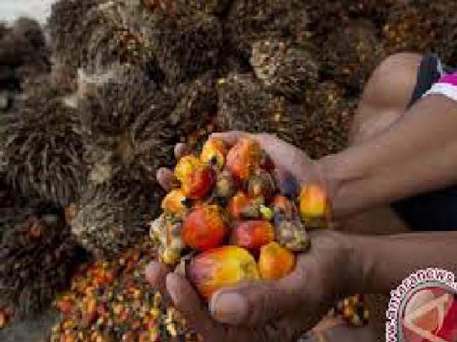 Harga Sawit Riau Mulai Membaik