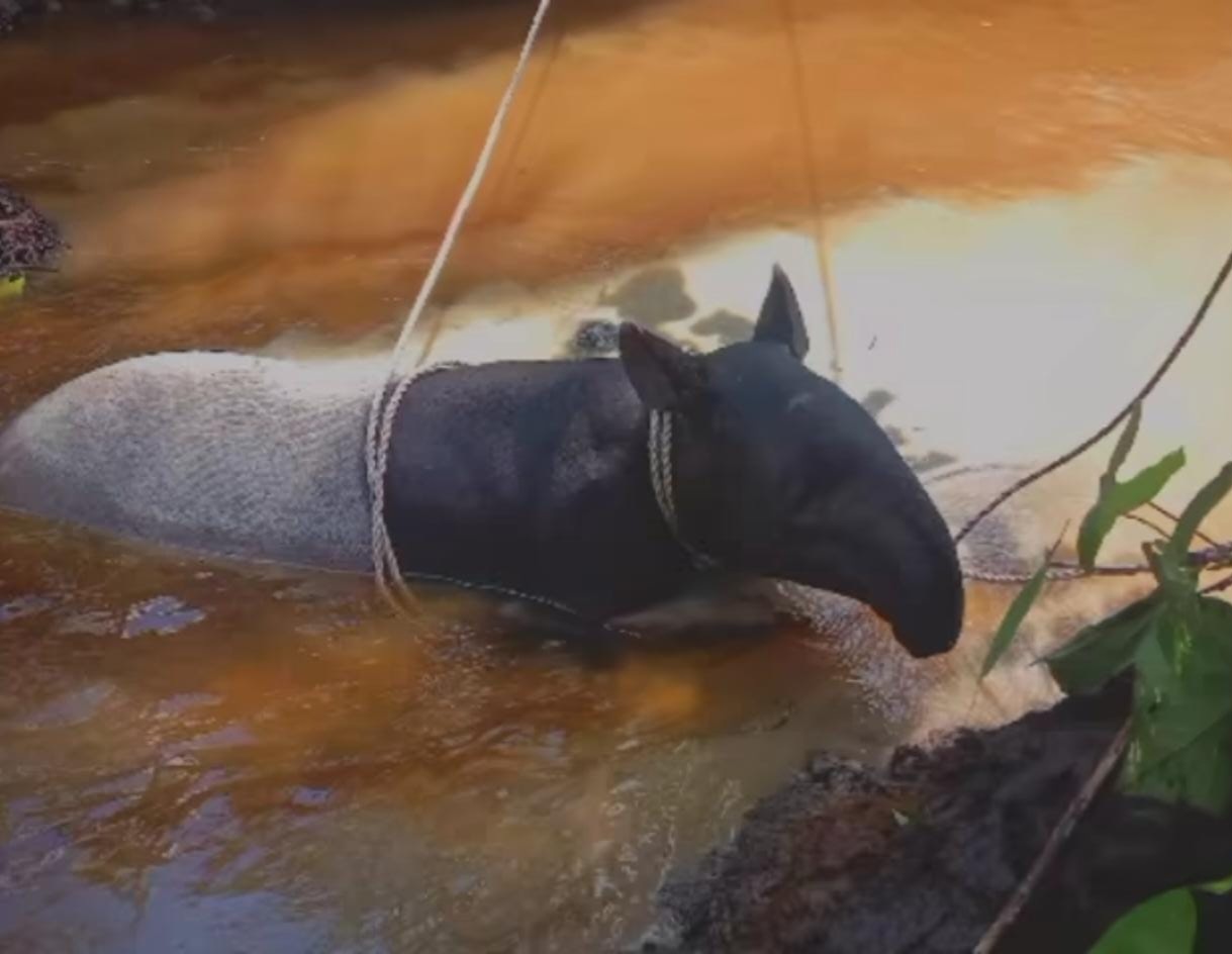 Satwa Tapir Mati Lemas Terjebak Lumpur