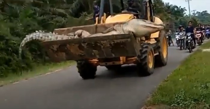 Buaya Berat Setengah Ton di Bangka Belitung Bukan Siluman, Ini Penjelasan LIPI