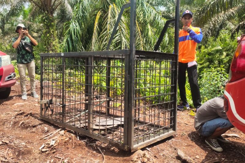 Pasca Pemanen Getah Diterkam Harimau di Siak, BBKSDA Riau Pasang Kamera dan Kandang Jebak