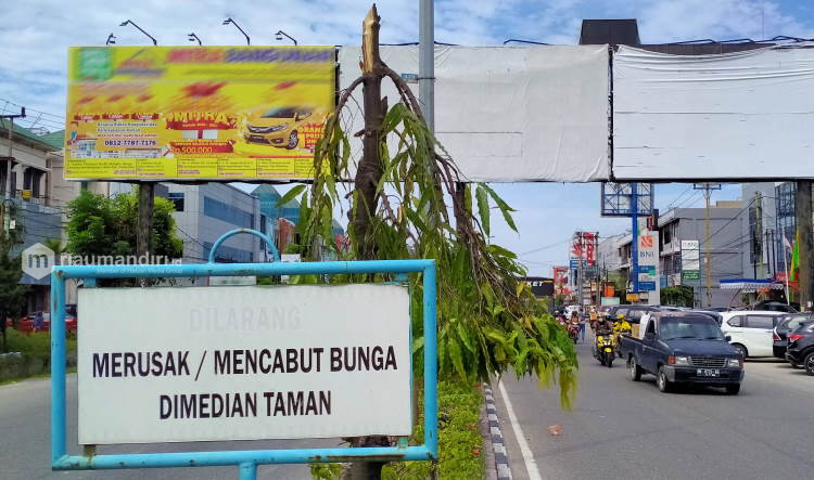 Polisi Kumpulkan Rekaman CCTV Kasus Penebangan Pohon di Median Jalan Kota Pekanbaru