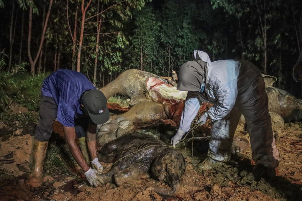 Gajah Hamil Mati, KSDA Riau Sebut Karena Racun