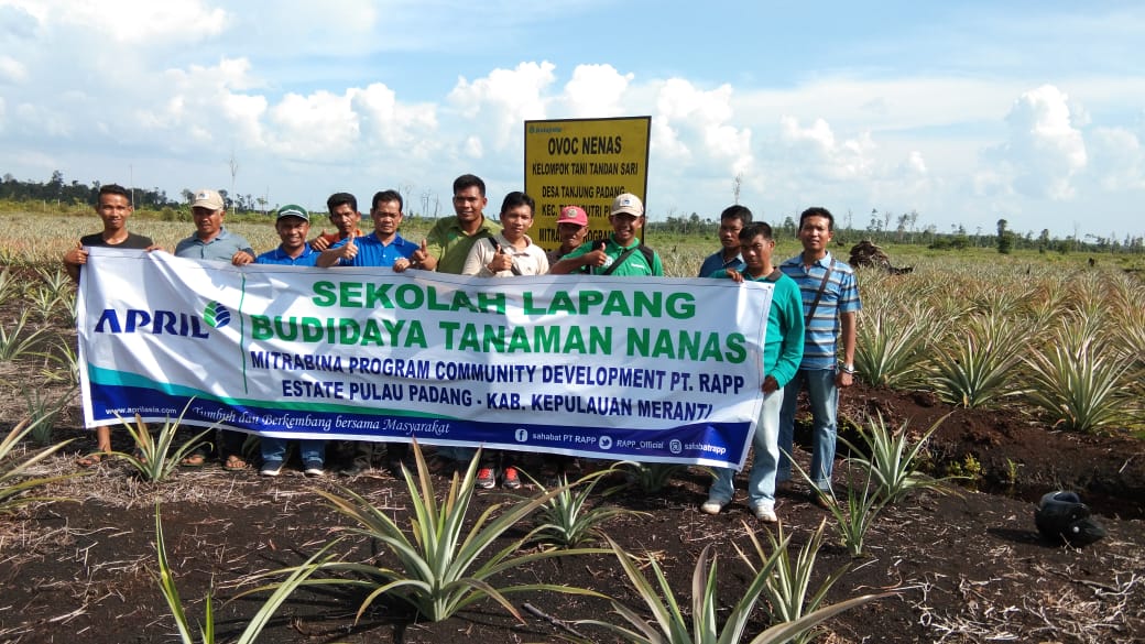 43 Petani Pulau Padang Ikuti Pelatihan Budidaya Nanas