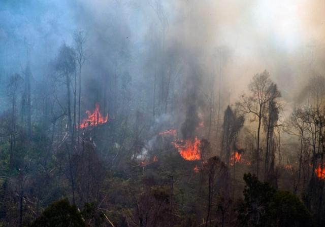 Hutan Lindung  Bukitbetabuh Terbakar