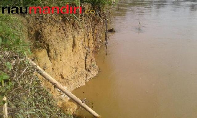 Tiap Tahun Tergerus Air, Tebing Sungai Kampar Butuh Turap