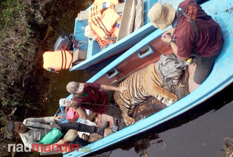 Nyaris Diterkam Harimau, Ini yang Menolong Seorang Karyawan di Pelalawan Lolos dari Maut