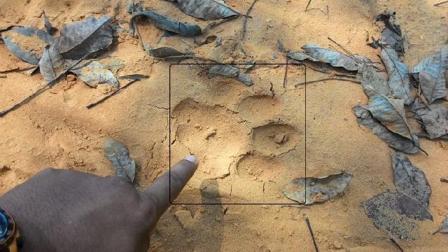 Warga Koto Tuo Kampar Temukan Jejak Harimau, Diperkirakan Ada 6 Ekor