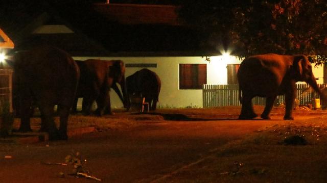Kawanan Gajah Liar Sisiri Kampung Sungai Mandau