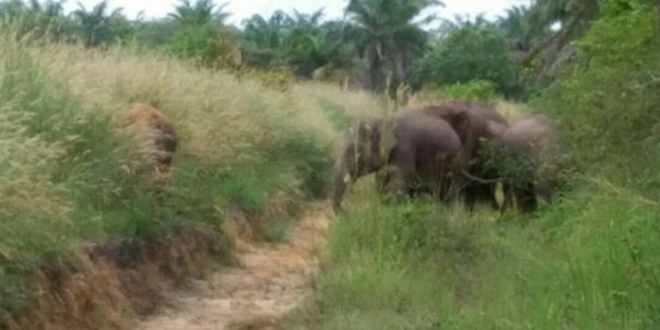 30 Ekor Gajah Masuki Perkebunan Sawit Masyarakat Langgam Pelalawan, Diduga Berasal dari TNTN
