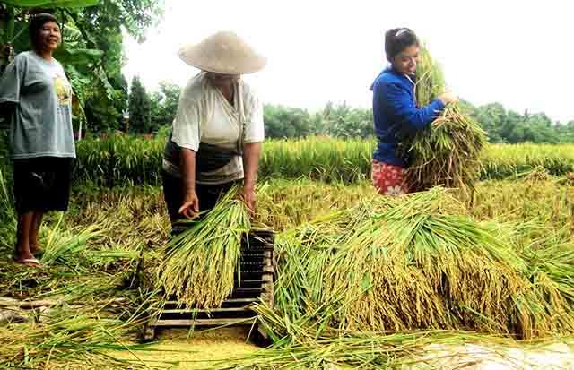 Pemerintah Diminta Bantu Pemasaran
