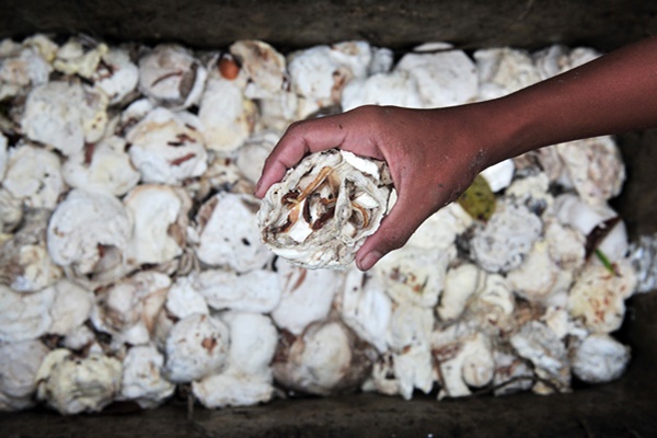 Susul TBS, Harga Karet pun Naik