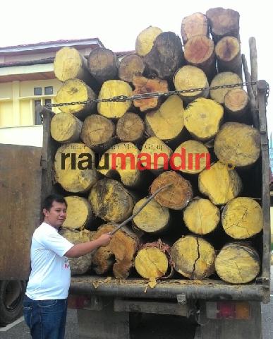 Polres Kampar Tangkap Kayu Ilegal Logging