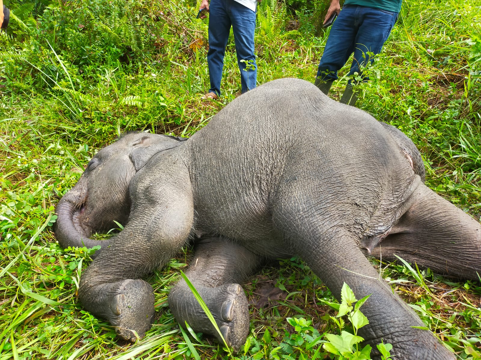 Seekor Gajah Betina di Pusat Latihan Minas Mati Terinfeksi Virus 