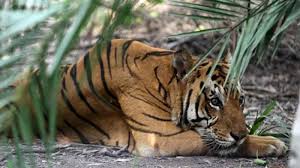 Hati-hati, Harimau Kembali Masuk Kampung di Siak