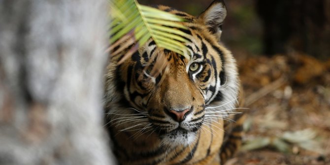 Ketakutan, Warga Minta Pemerintah Tangkap Harimau yang Tewaskan Pemuda Pelangiran