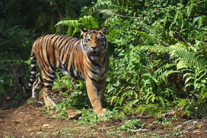 Penjerat yang Tewaskan Harimau Hamil Terancam Lima Tahun