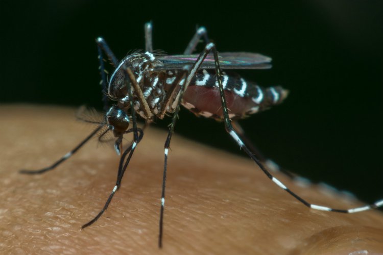 Tak Hanya Corona, di Palembang Ratusan Warga Menderita DBD