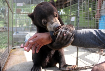 Pelihara Dua Ekor Beruang Madu, Warga Pelalawan Riau Ditangkap dan Ditahan