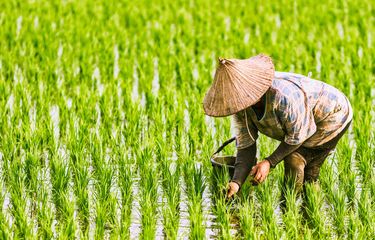 Nilai Tukar Petani di Riau Naik jadi 159,22,  NTUP Malah Turun