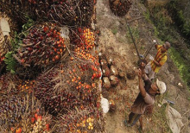 Pungutan BPDP Sawit Capai Rp1 Triliun