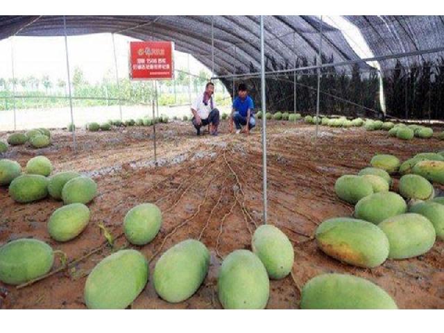 Pohon Semangka Ini Bisa Menghasilkan Panen Sebanyak 131 Buah Sekaligus, Wow!