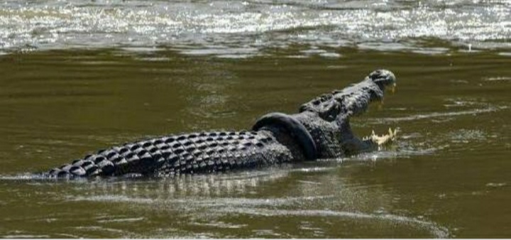 Saat Lihat Pancing di Sungai, Seorang Warga Inhil Diterkam Buaya, Korban Masih Dicari