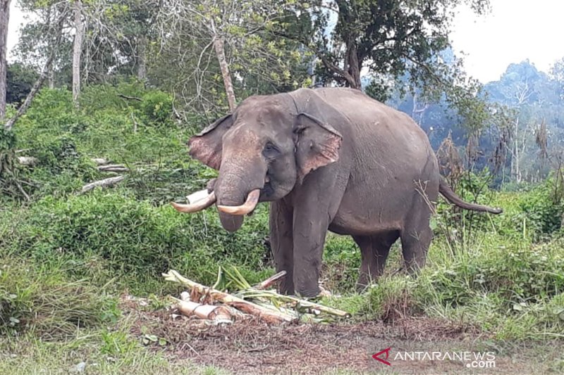 Terancam Punah, Delapan Kantong Gajah di Riau Kritis