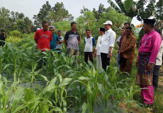 Pemprov Riau Ajak Petani Sawit Beralih Tanam Singkong