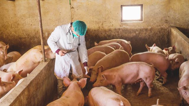 Jenis Baru Flu Babi Ditemukan di China, Berpotensi Jadi Pandemi