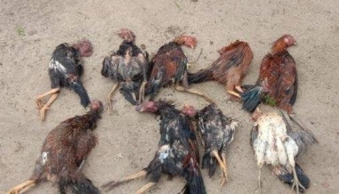 DPKH Masih Tunggu Hasil Lab Ayam Mati Mendadak