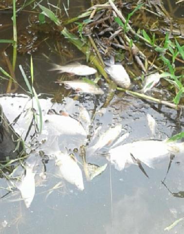 Lagi, Ikan Mati di Sungai Kerumutan Pelalawan, Diduga Tercemar Limbah Perusahaan Sawit