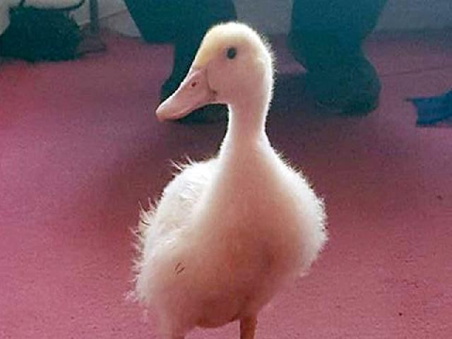 Bebek yang Menjadi Viral di Internet