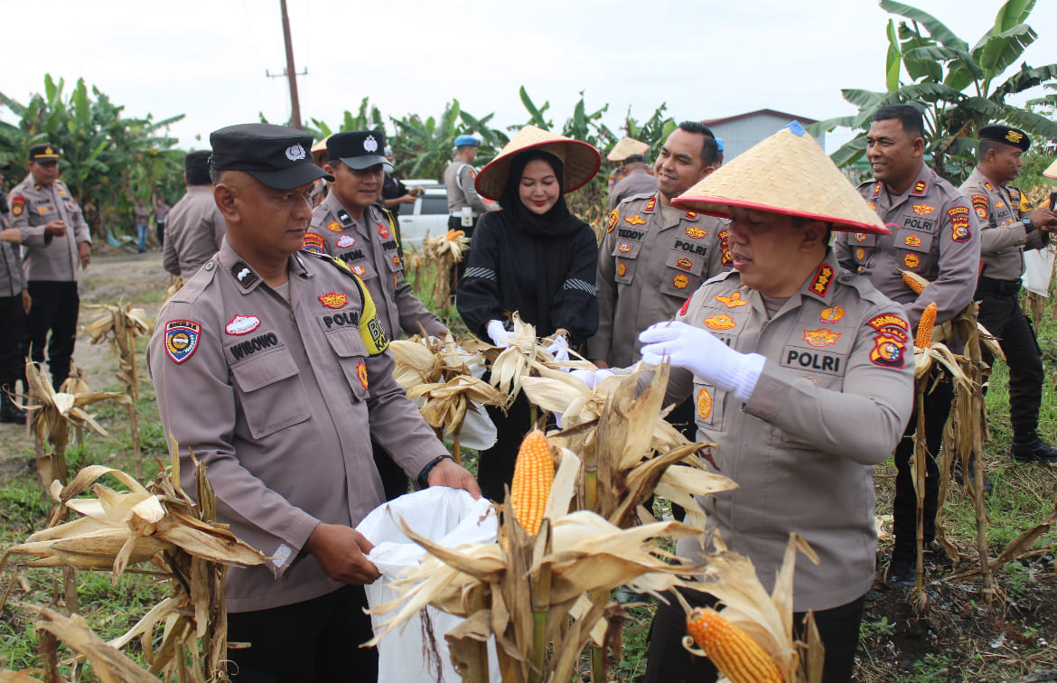 Kuartal IV Tahun 2025, Polresta Pekanbaru Panen 10 Ton Jagung