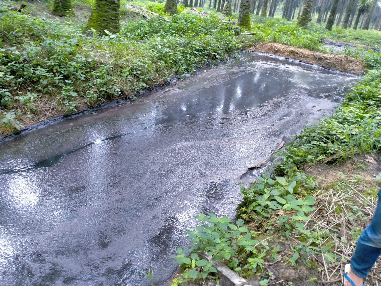 Akibat Limbah, Sungai Kerumutan Berbau Busuk dan Meresahkan Warga