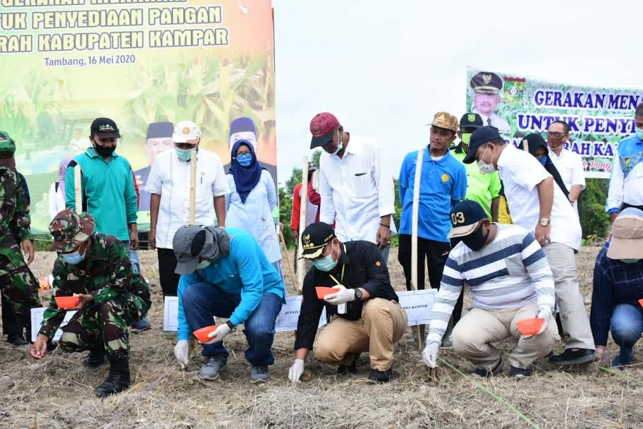 Antisipasi Rawan Pangan, Pemda Kampar Tanam Jagung di Lahan Seluas 500 Hektare