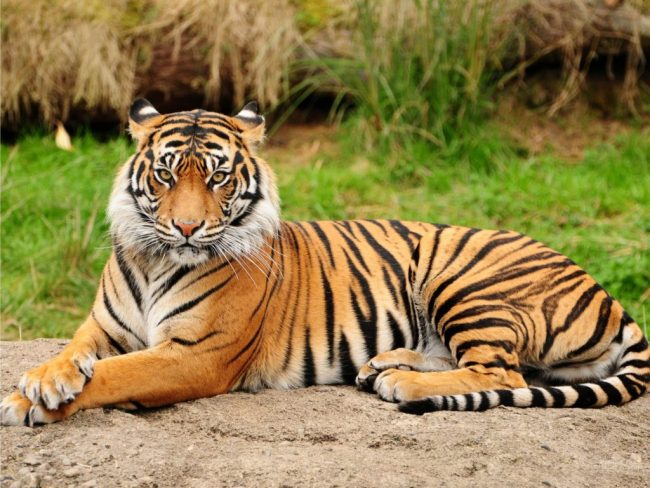 Ini Reaksi KLHK Terhadap Vonis untuk Pembunuh Harimau di Riau 