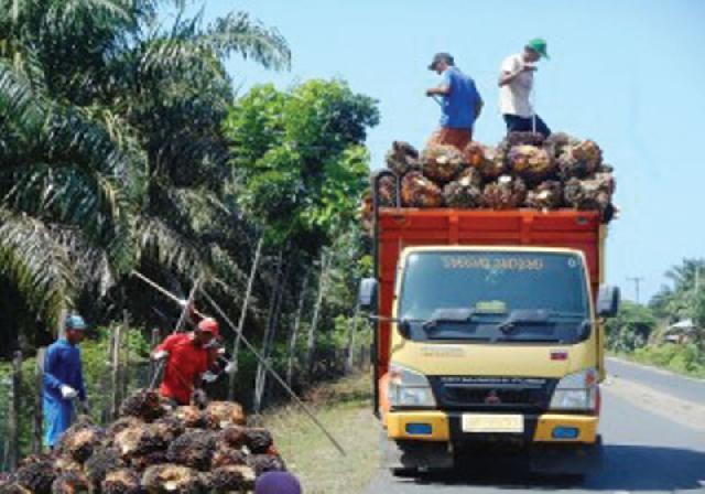 Harga TBS Naik, Buah Trek