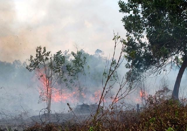 12 Juta Hektare Hutan Berpotensi Terbakar