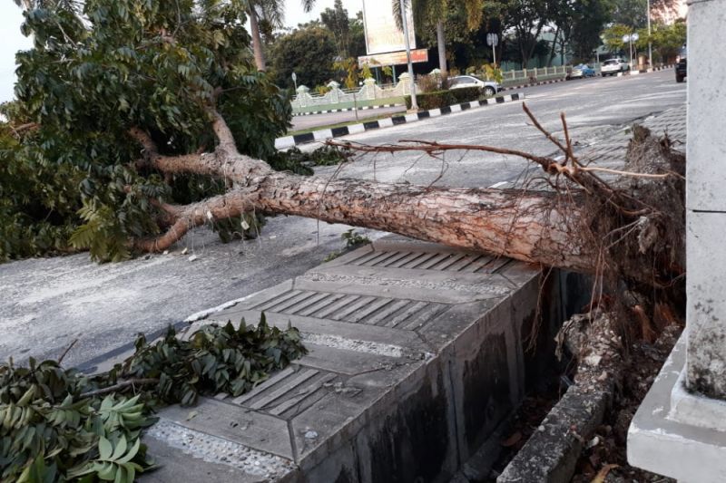 Pohon Besar Tumbang, Tutupi Jalan Sisingamangaraja Pekanbaru