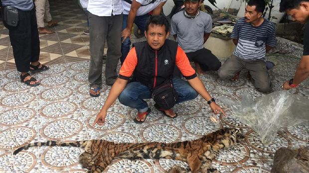Polda Riau Tangkap Pelaku Perdagangan Organ Harimau Sumatera