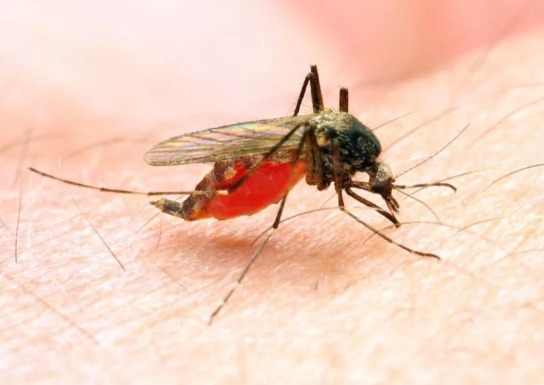 Malaria Jadi Momok Menakutkan Bagi Pendatang di Papua