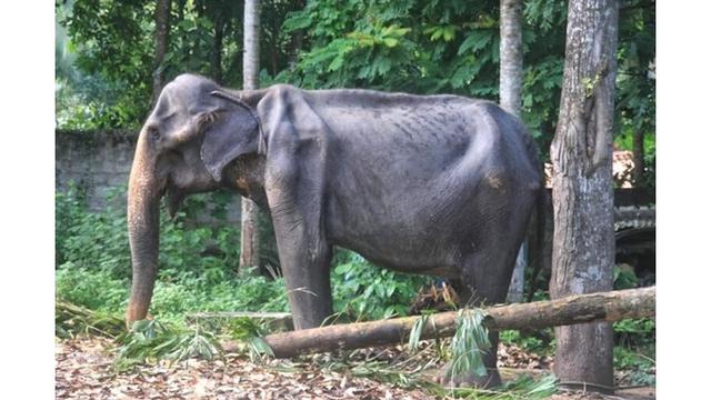 Sempat Viral, Gajah Kurus Berumur 70 Tahun Akhirnya Mati