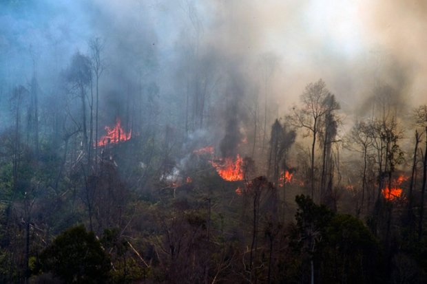 Polisi Tangkap Lima Tersangka Pembakar Hutan Lindung