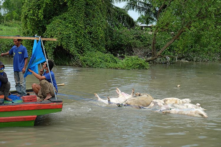 22.985 Babi Mati Akibat Virus Kolera Melanda Sumut