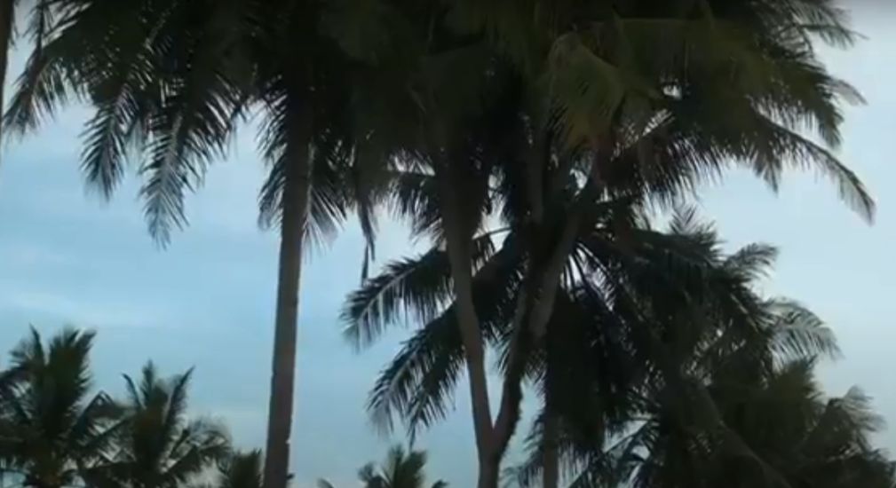 Kelapa Aneh Cabang 9 yang Dipercaya Jadi Obat